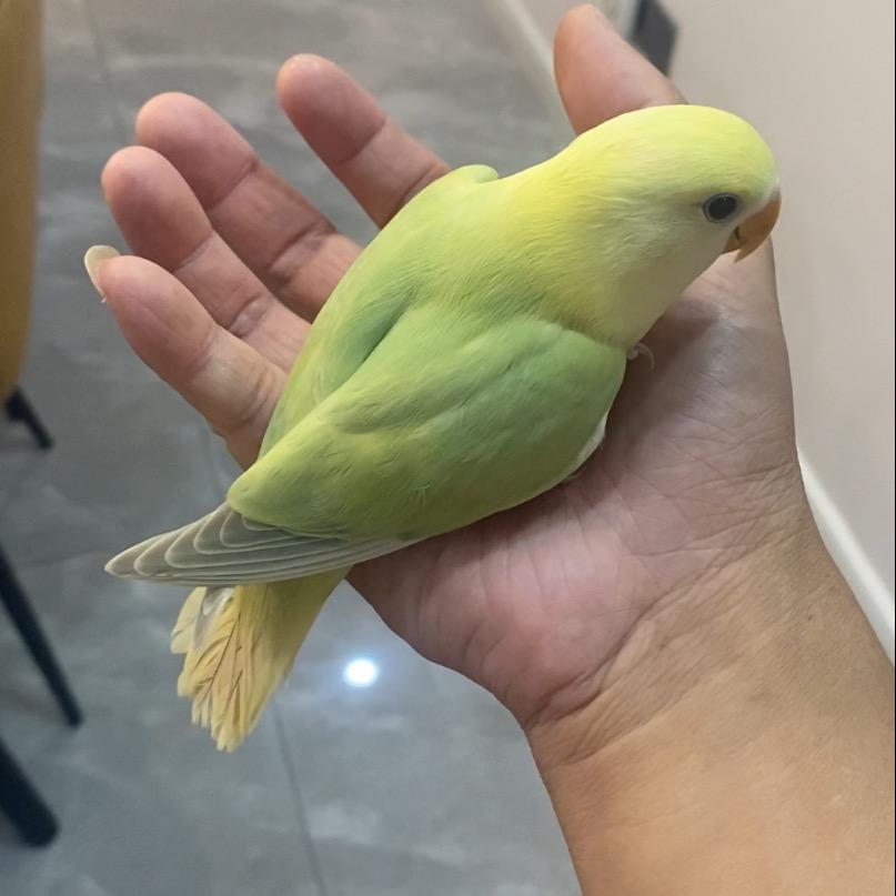 苹果绿澳闪77