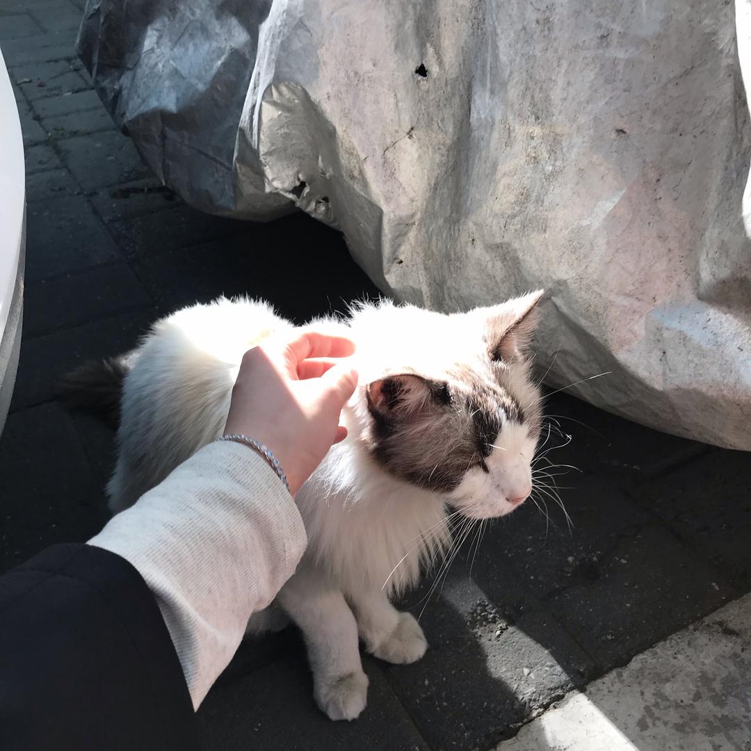 青青杨柳木