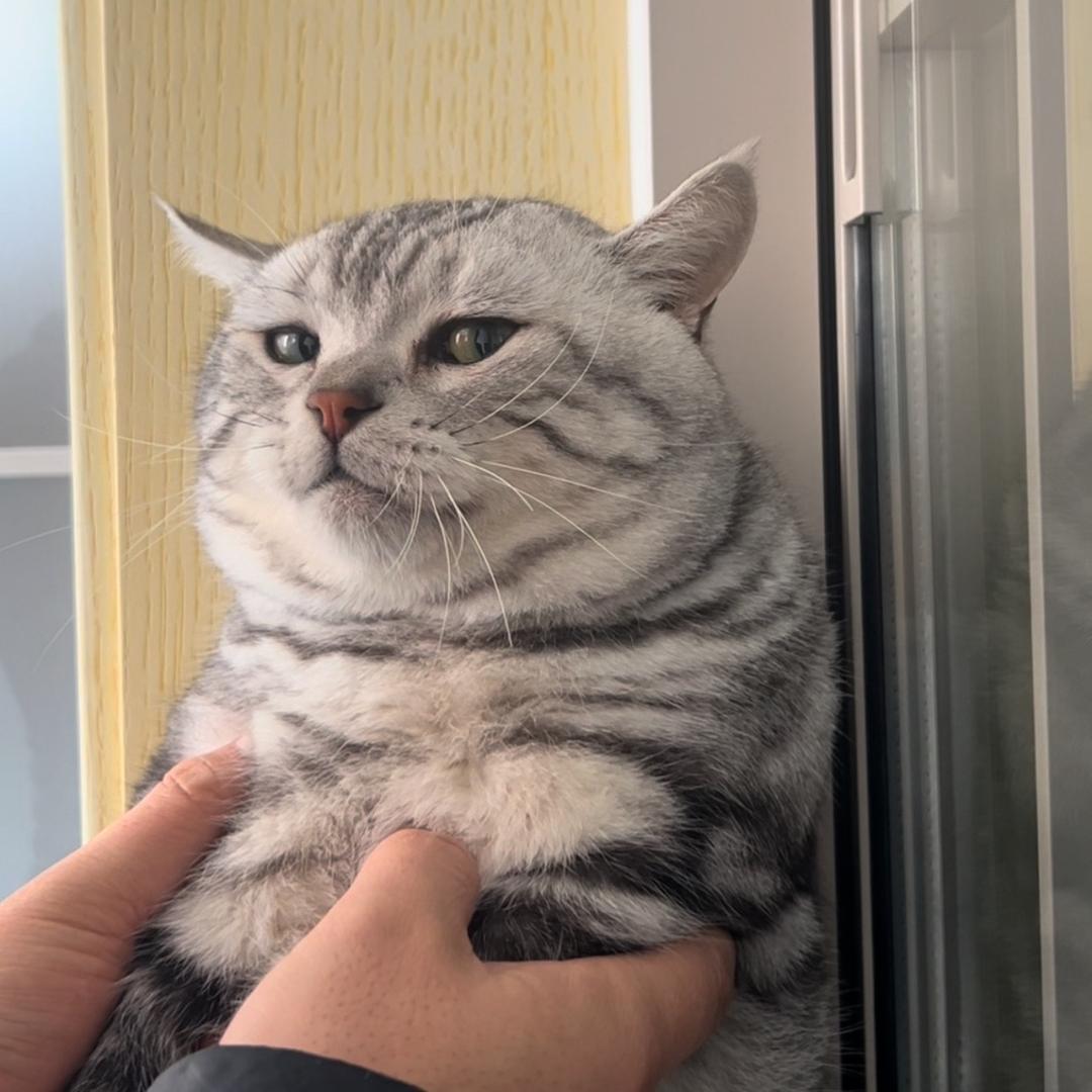 凤雏的大猫