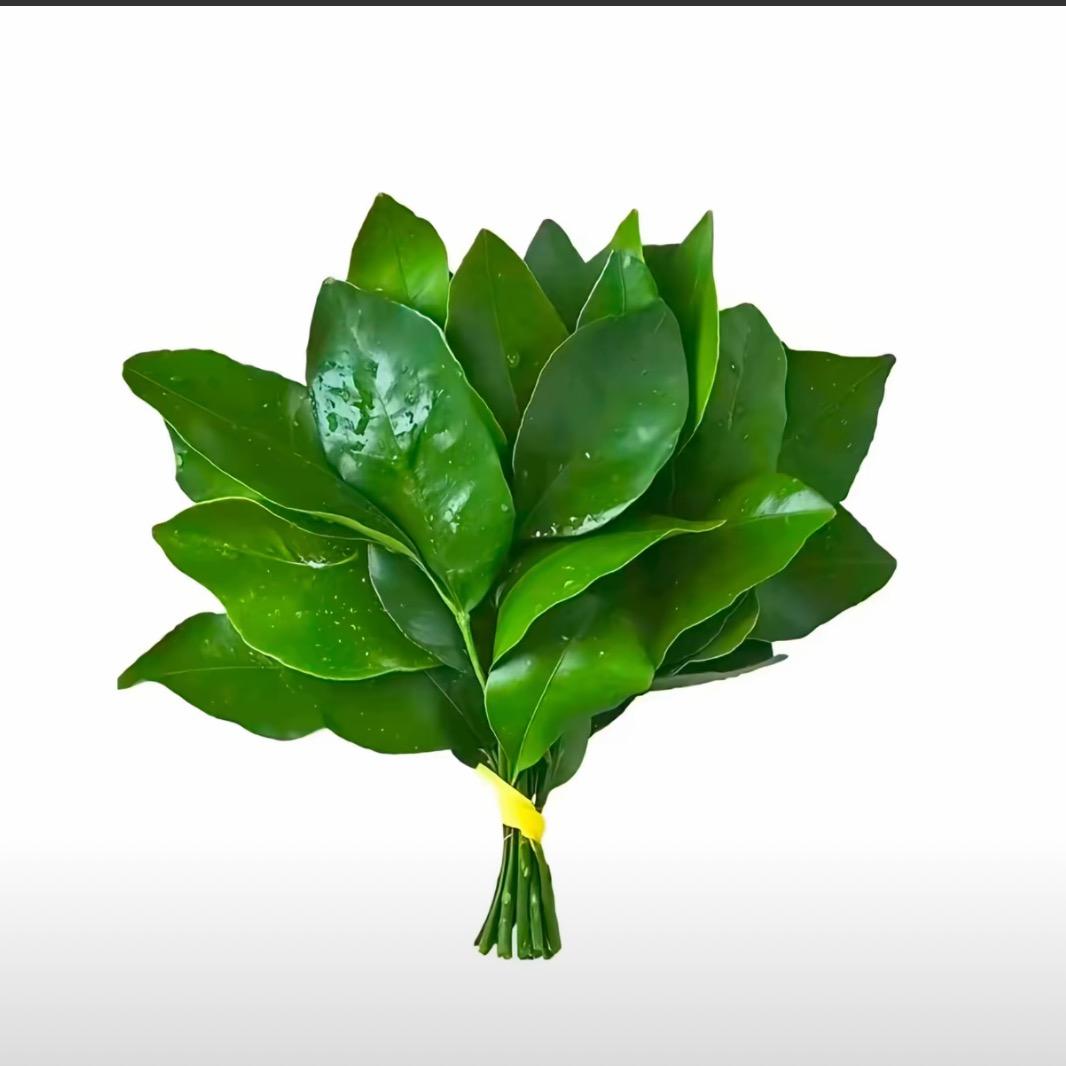 云雾栀子