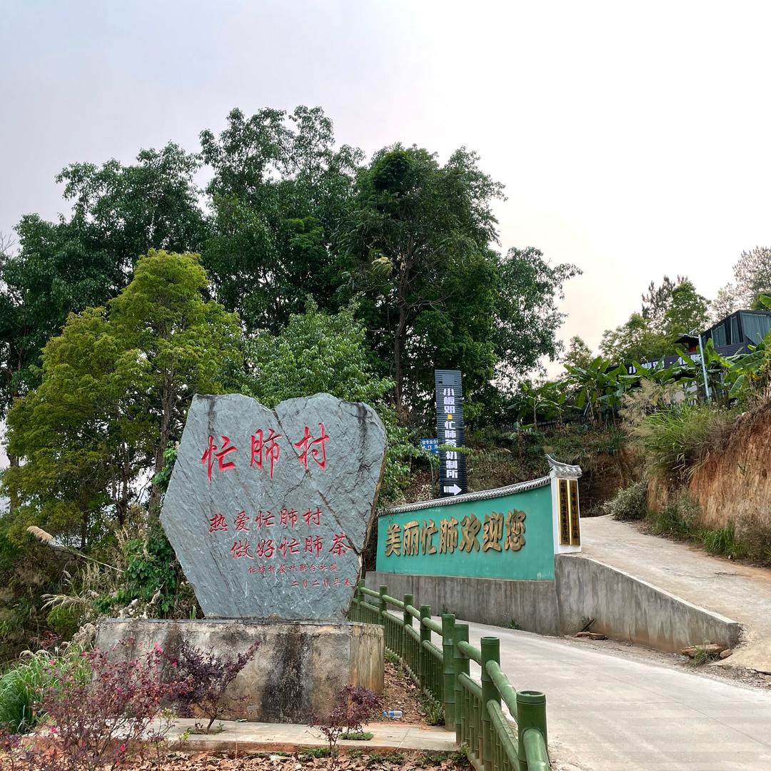 小板邓《忙肺茶》