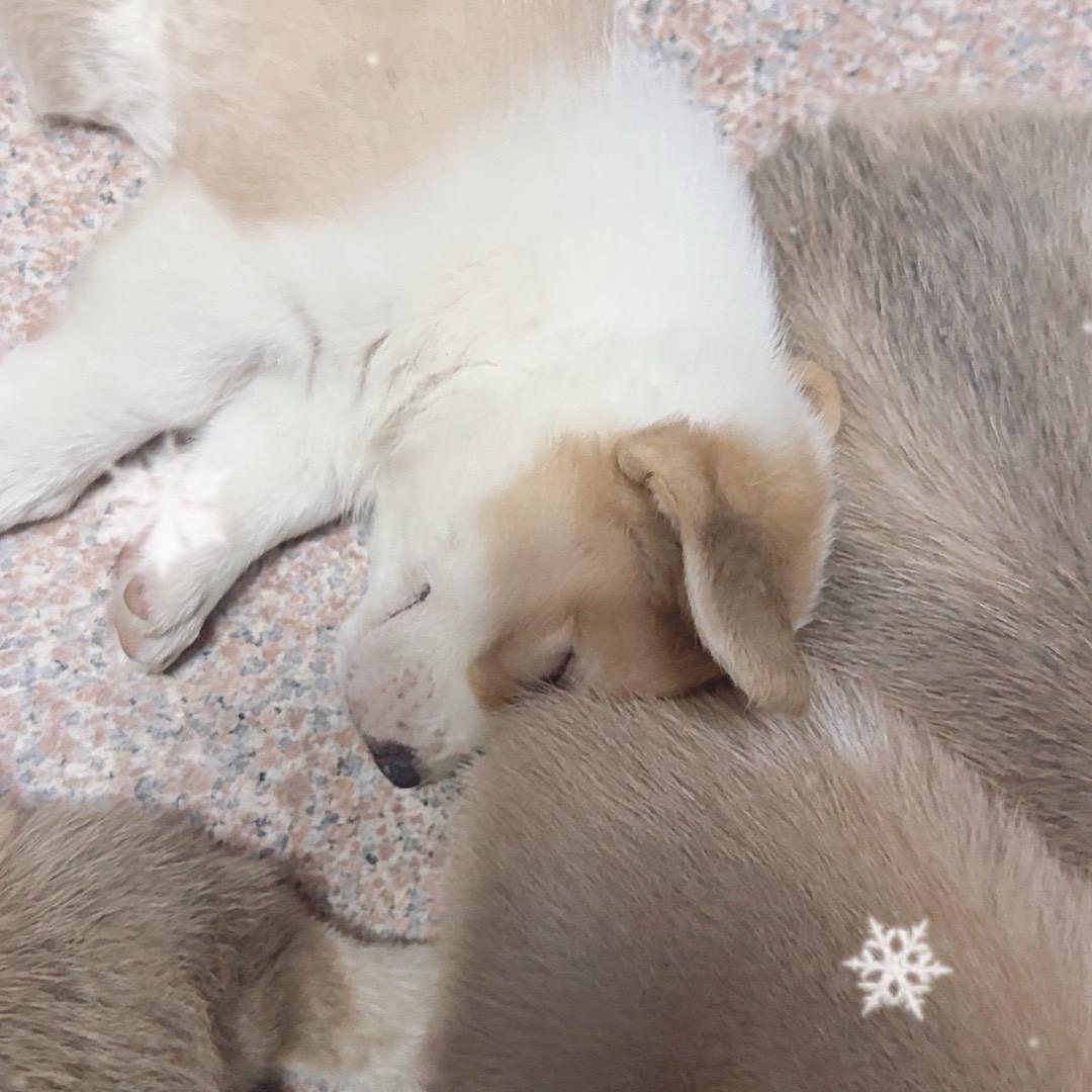 小白2
