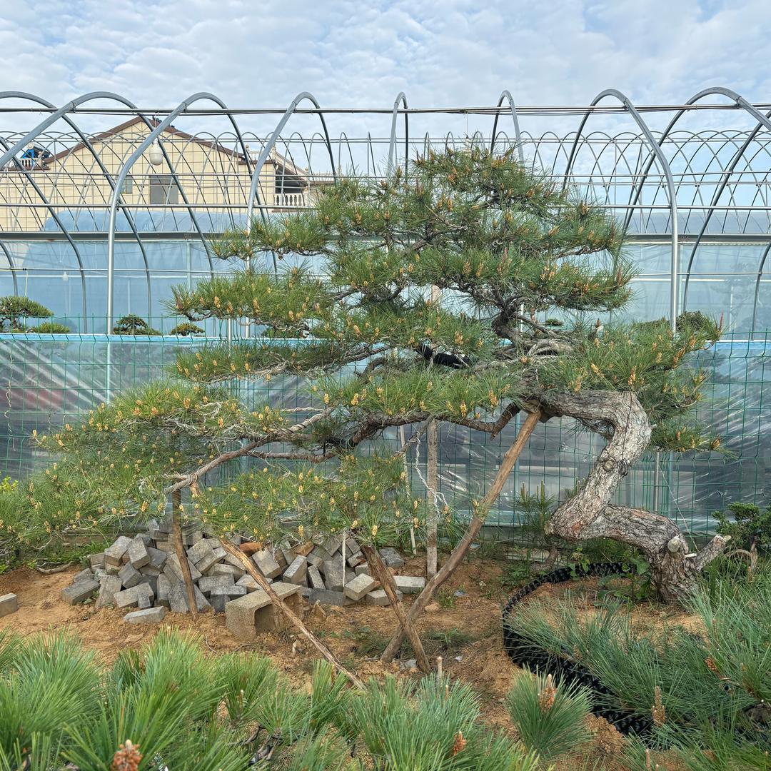 闹闹家的造型松