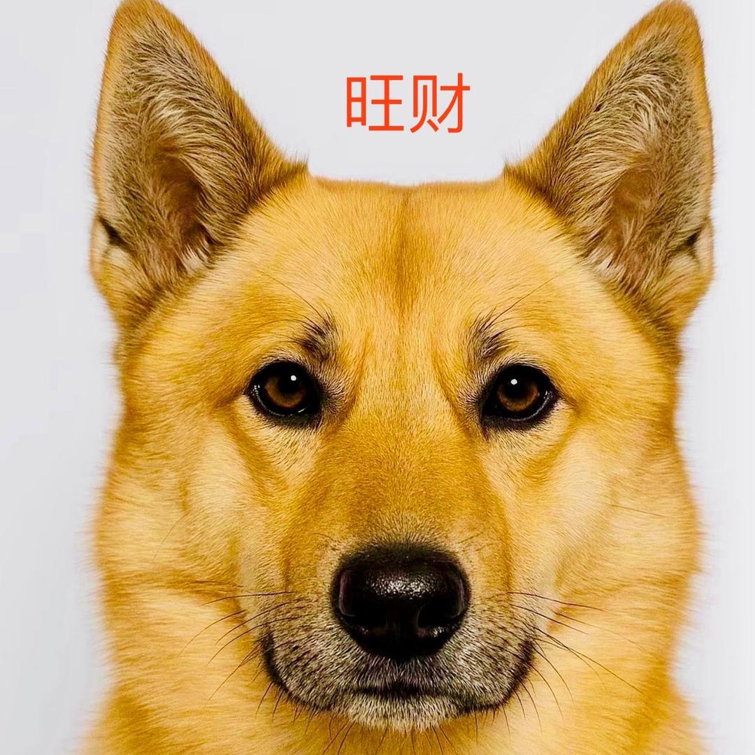 二 狗