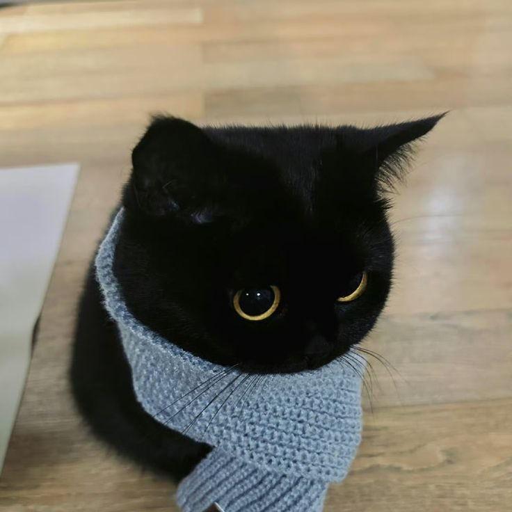 呜呦
