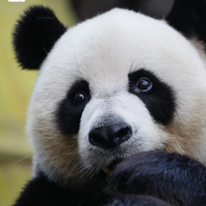 王妖