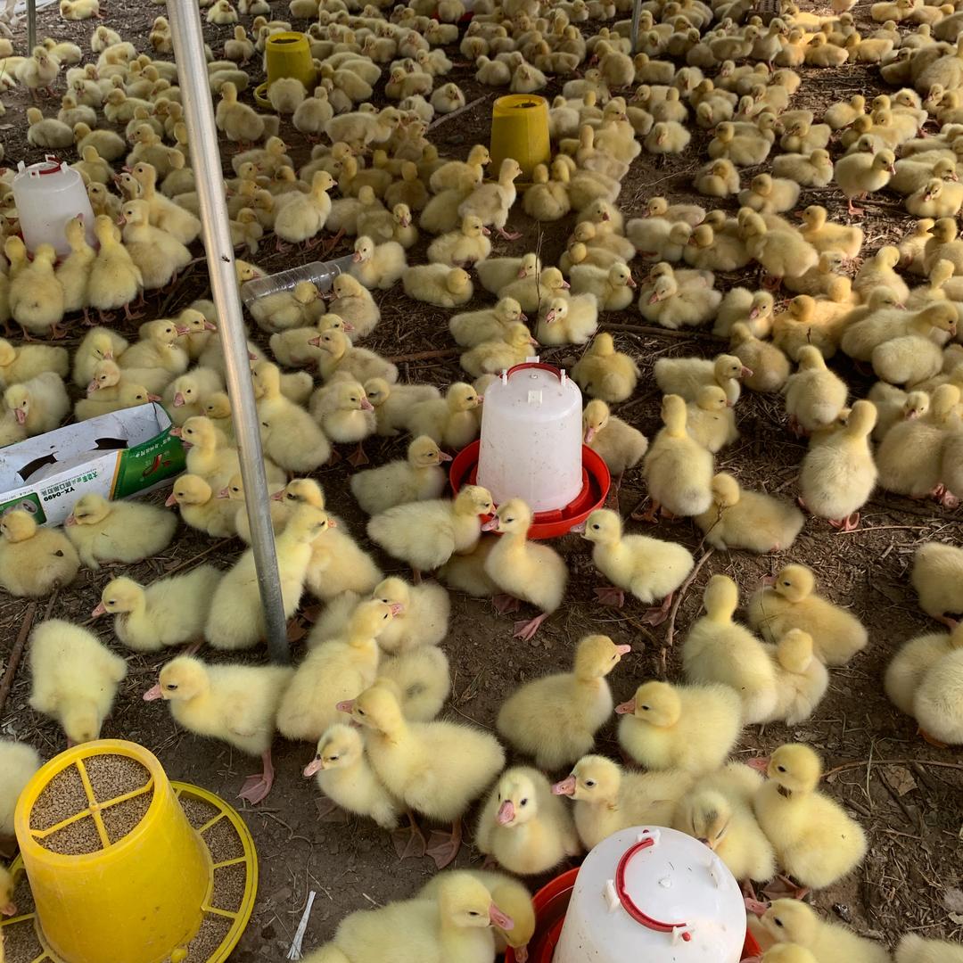 散养鹅溜达鹅养殖基地