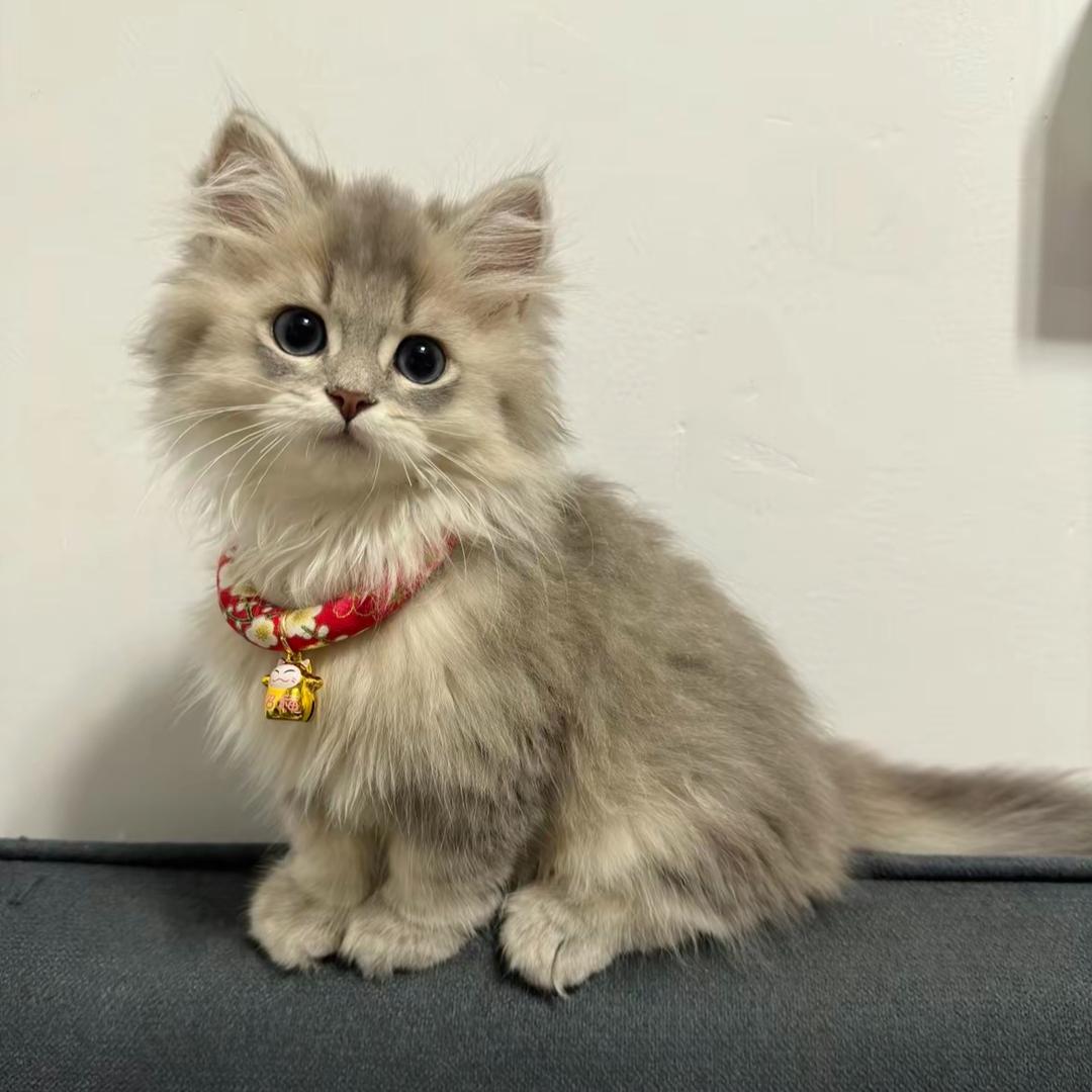 品味电商客服外包