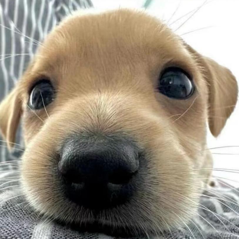 ᳐凡凡子 ᳐੭🐾