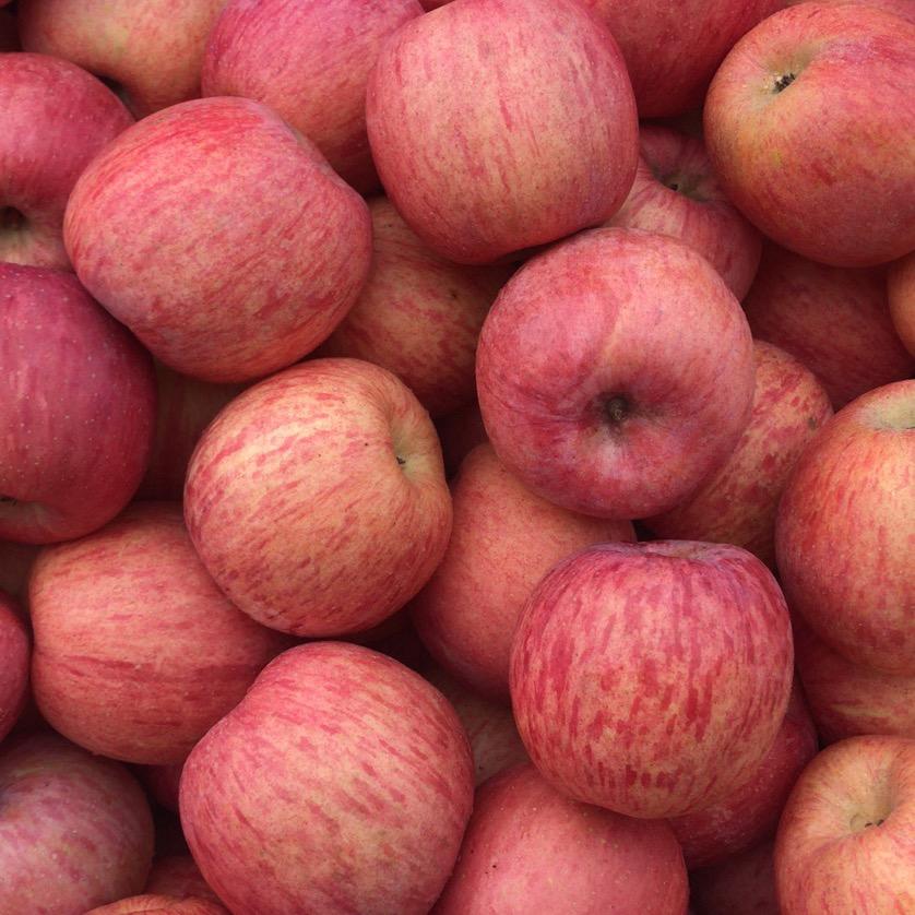 烟台苹果源头果园