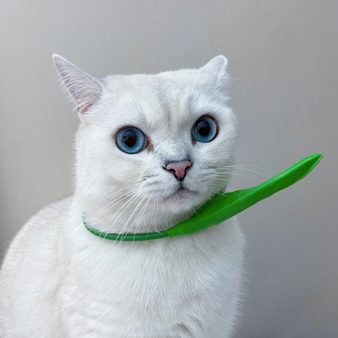 妈耶是只猫