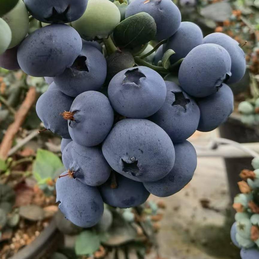 云南蓝锦农业科技有限公司