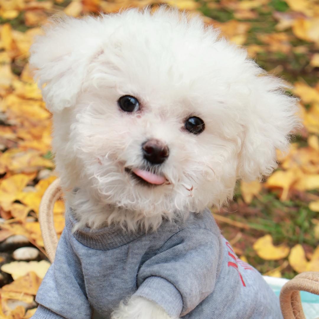 yoyo的蹉跎岁月（小体比熊）