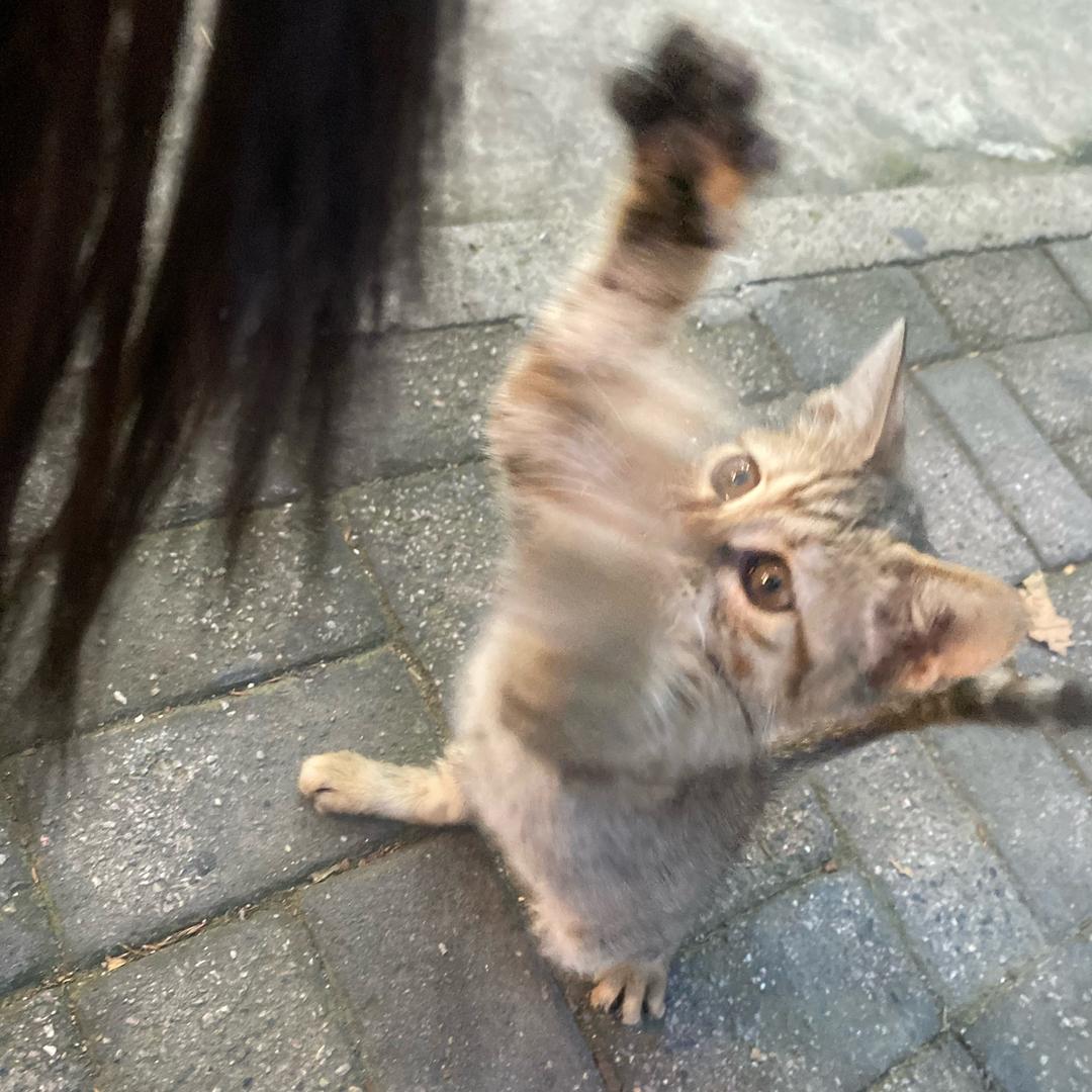 哆啦·