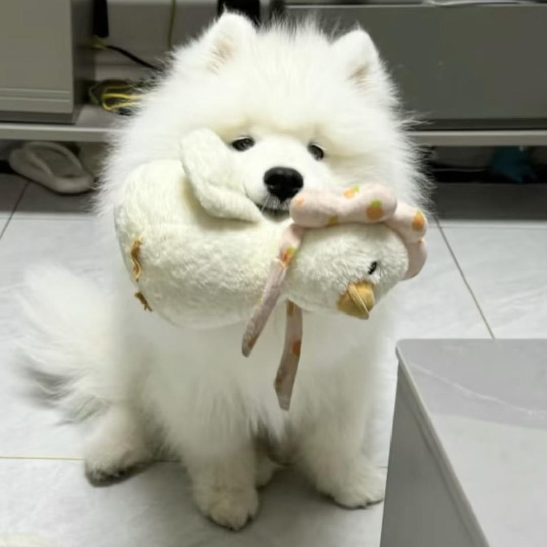 忧郁小狗