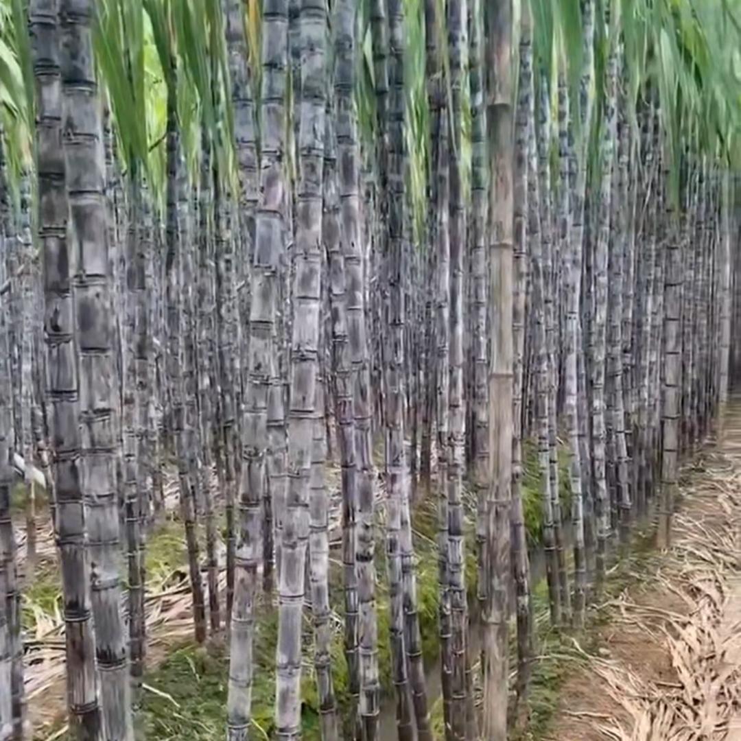 罗坤 三友果品批发甘蔗西瓜
