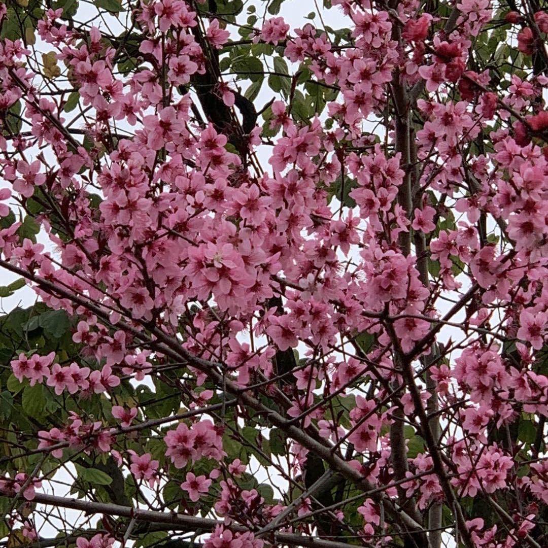 幺妹🌺💐🌺💐