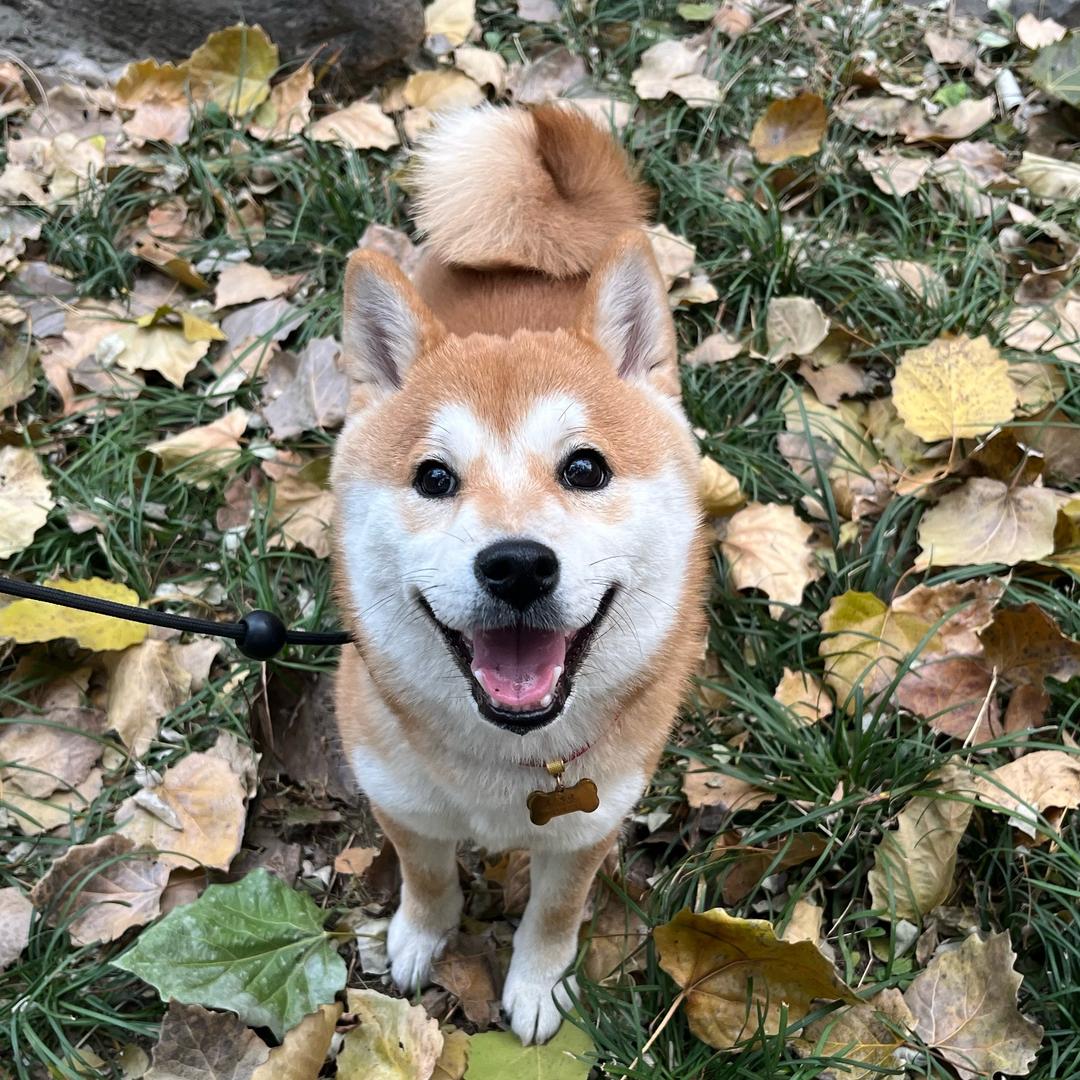 柴犬小樱子