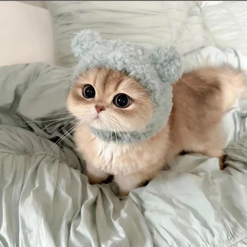 嘉嘉贝宠物