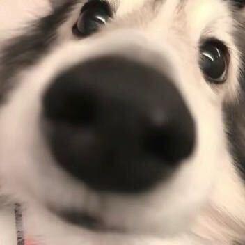 潘潘睡不醒