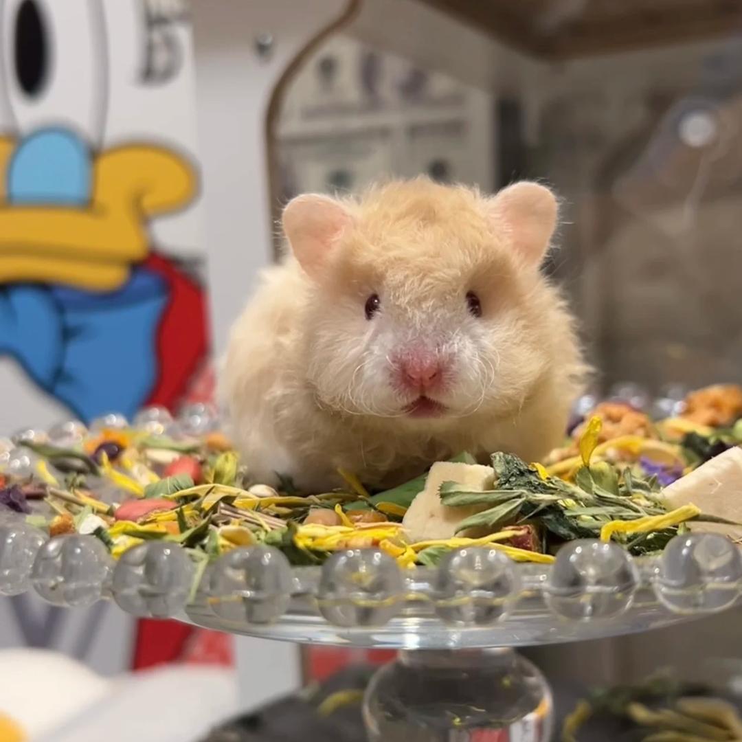 守梦星宠物旗舰店