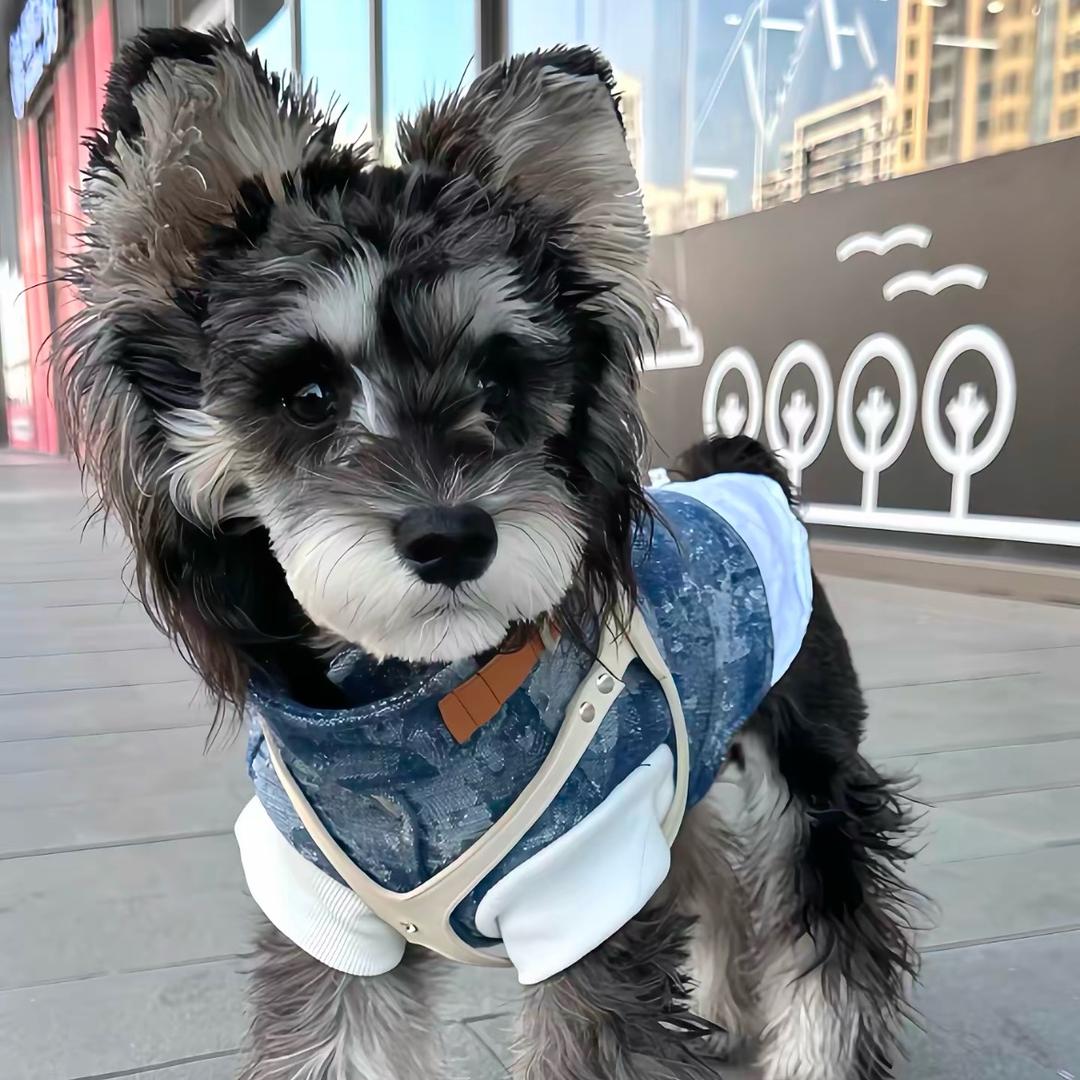 狗界南波湾🐶🐶🐶