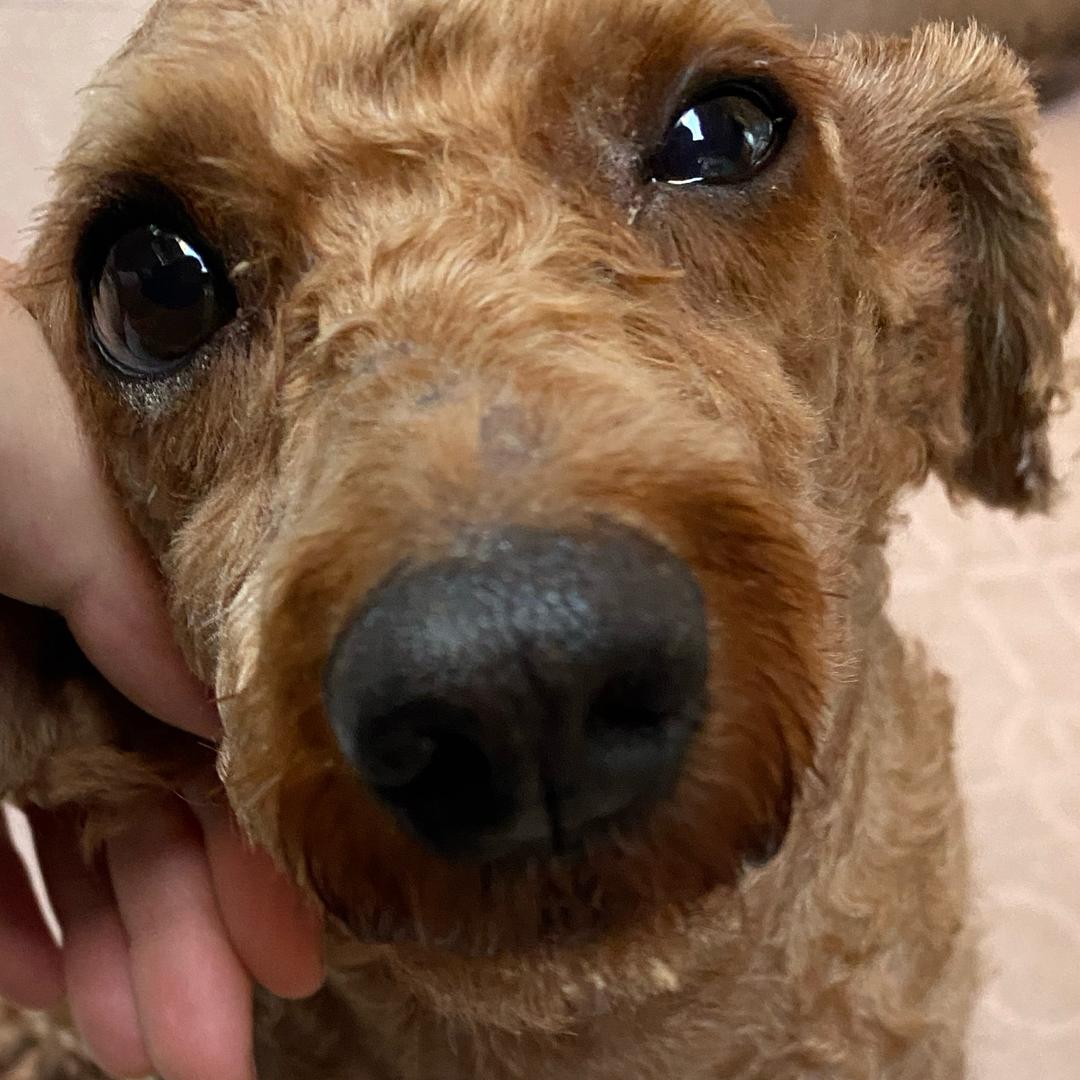 不会摇车的妙妙屋（见过权志龙版本