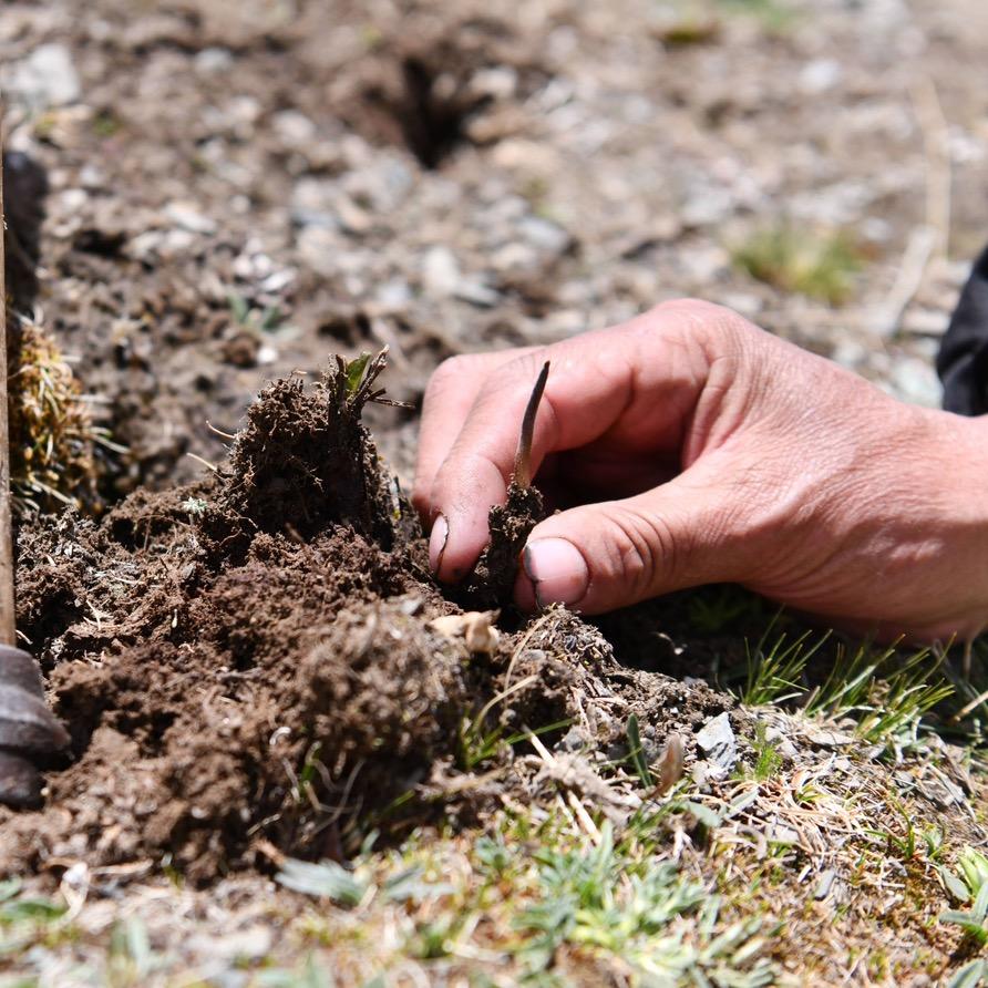高原虫草批发