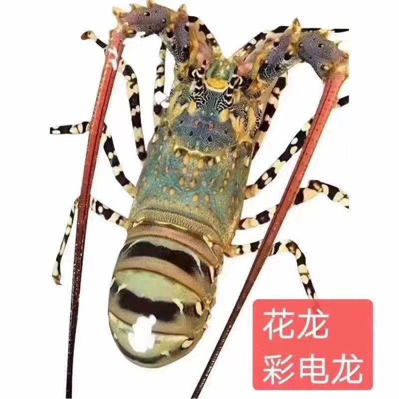 小青龙批发