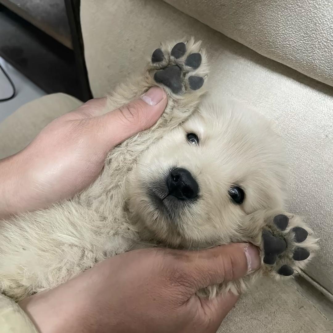 军阀.（借钱报警.）