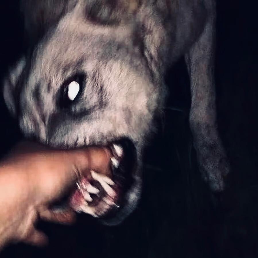 三太狼-🐺