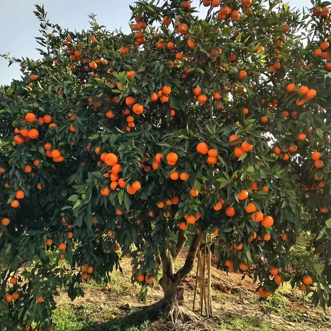 欣姐种果树