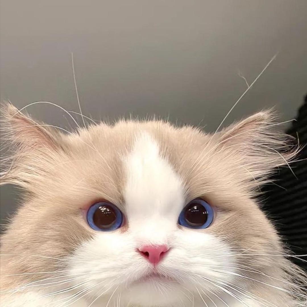 趴趴不上树