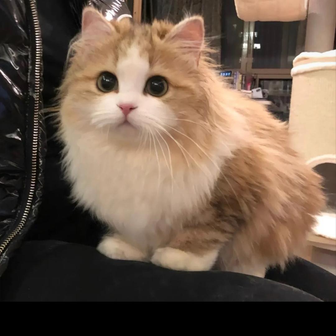 星月猫舍01