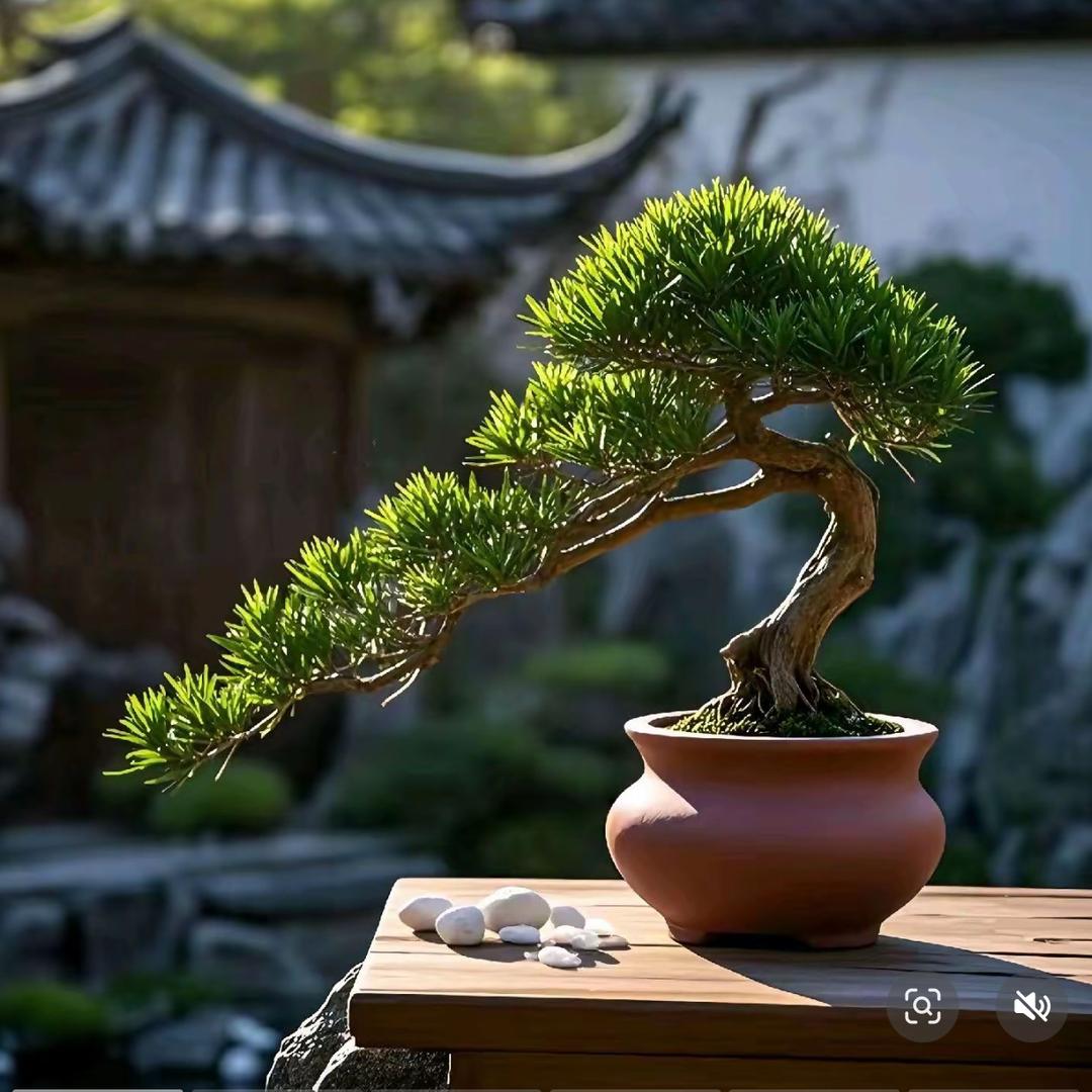 依然盆景园艺