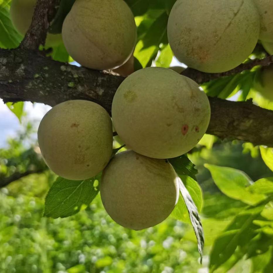 嵊州王家村十年桃形李