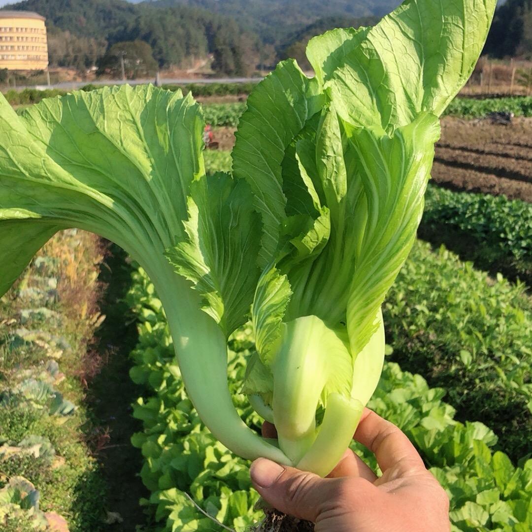 种菜人小邱