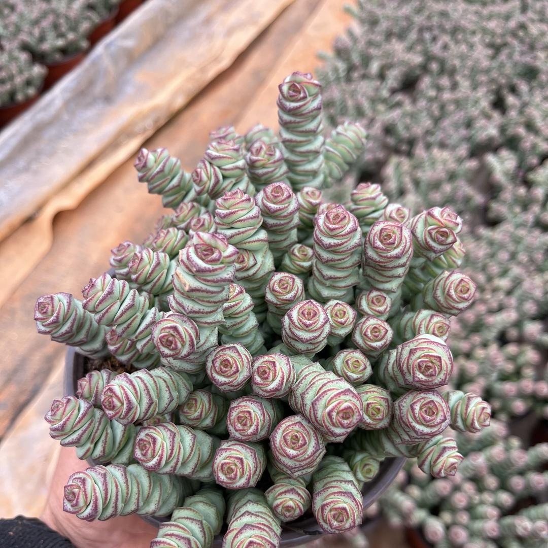宇阳多肉花卉种植基地