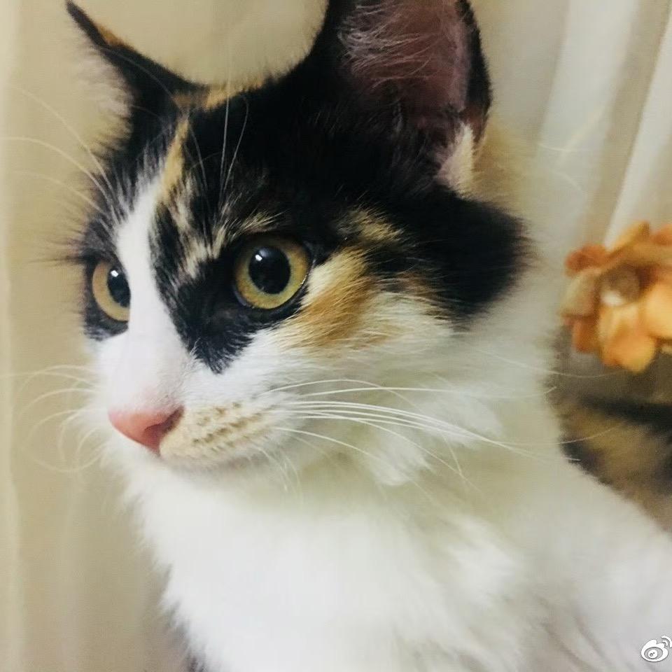 小羊星冰乐
