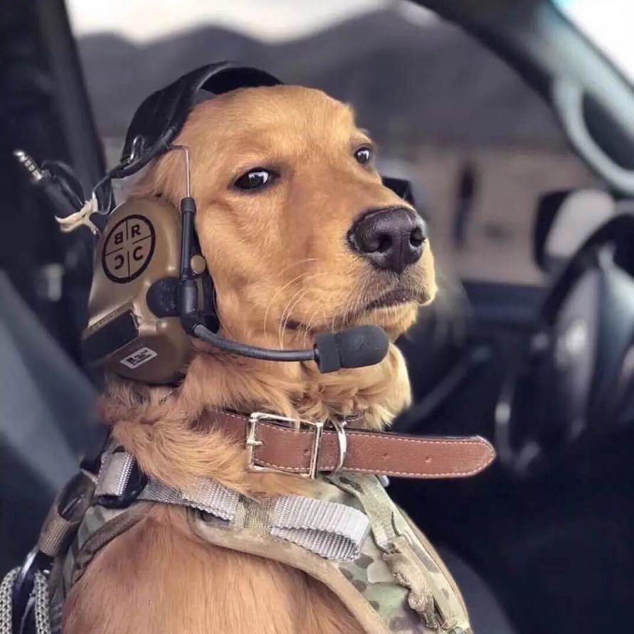 一只小飞棍✈️