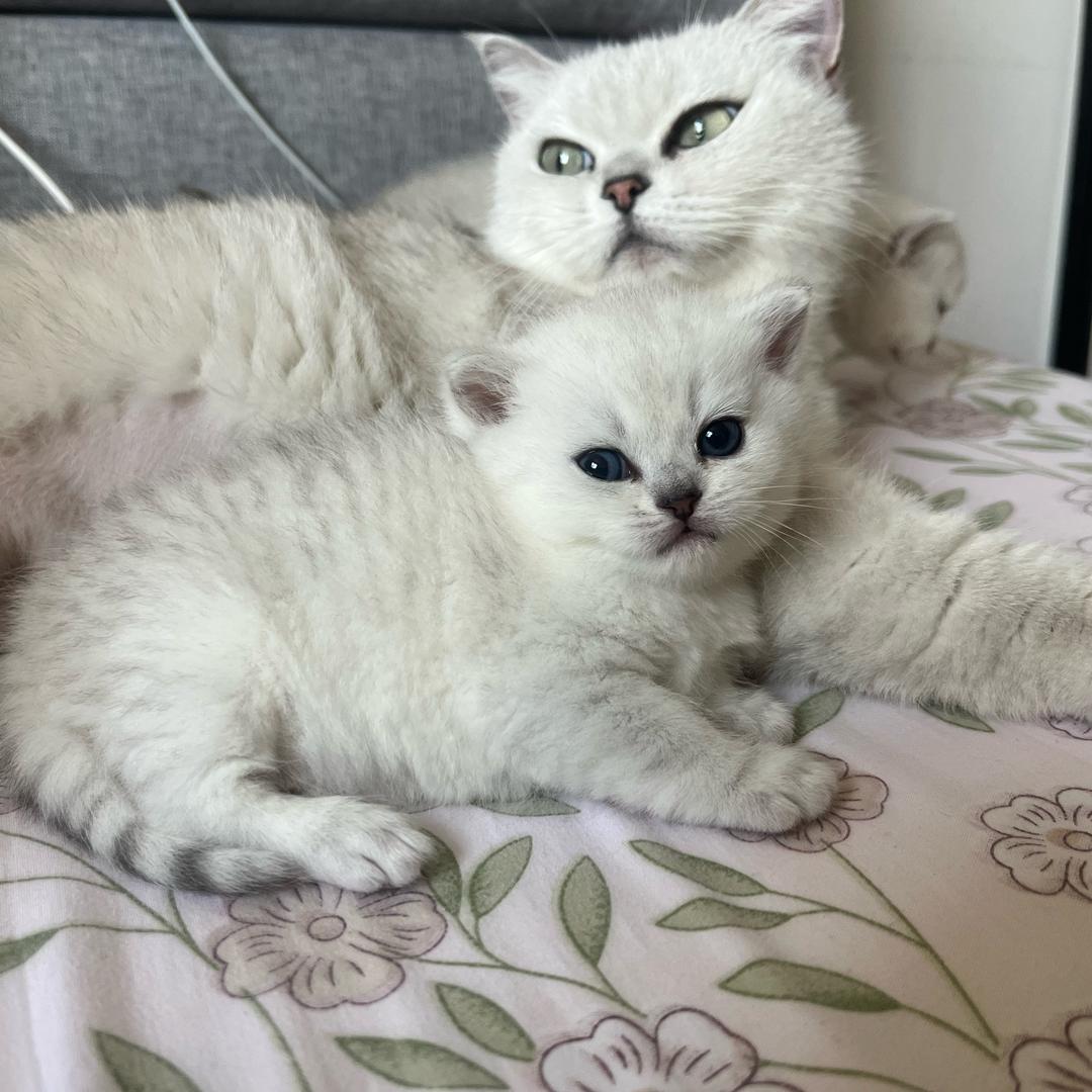 發財是只小猫咪