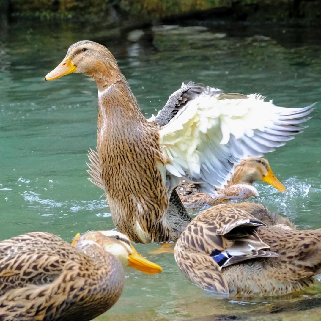 鸭蛋姐🦆（品质甄选）