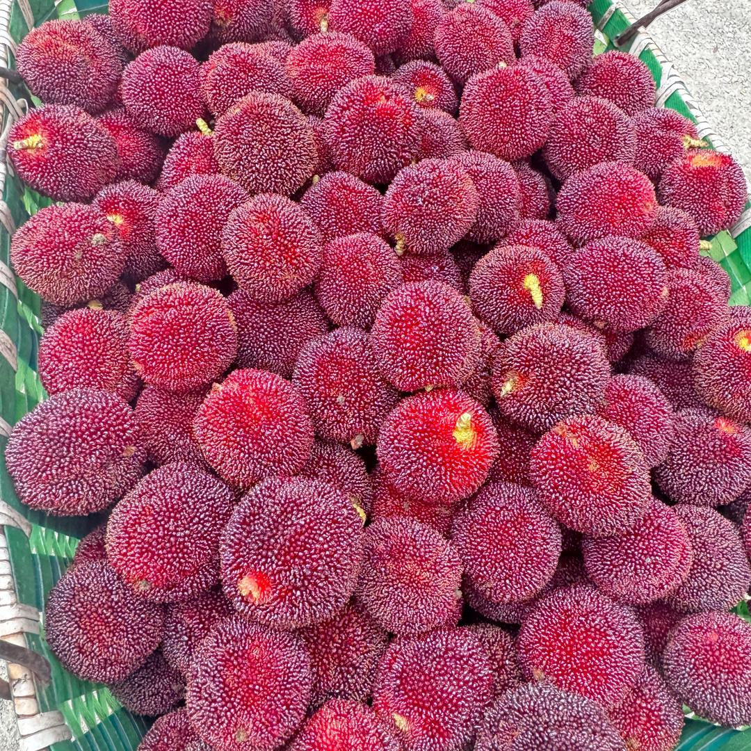 仙居树上熟杨梅