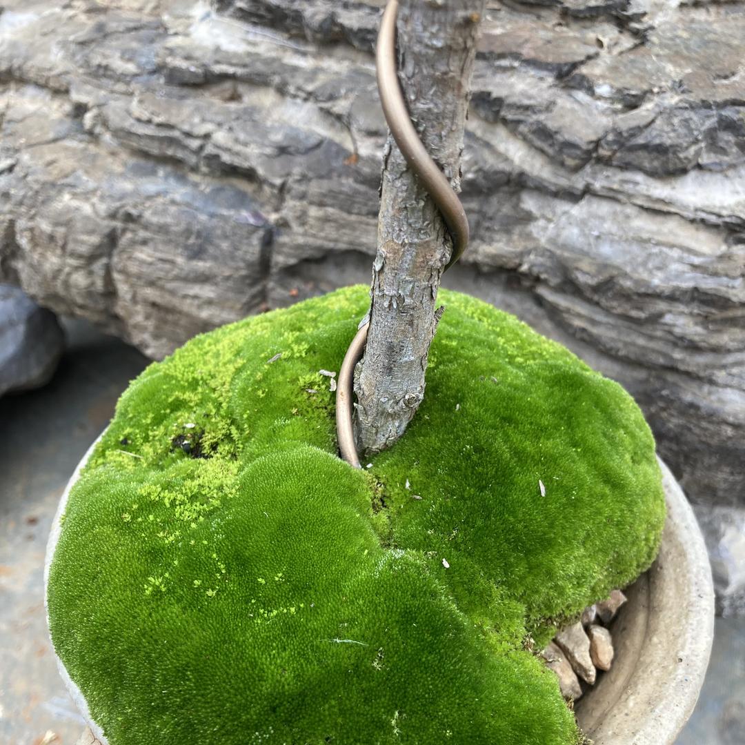 荔浦桂花花卉绿植基地