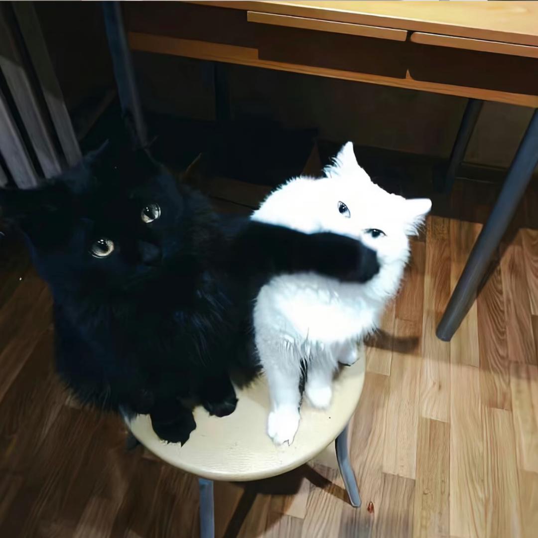特猫tou