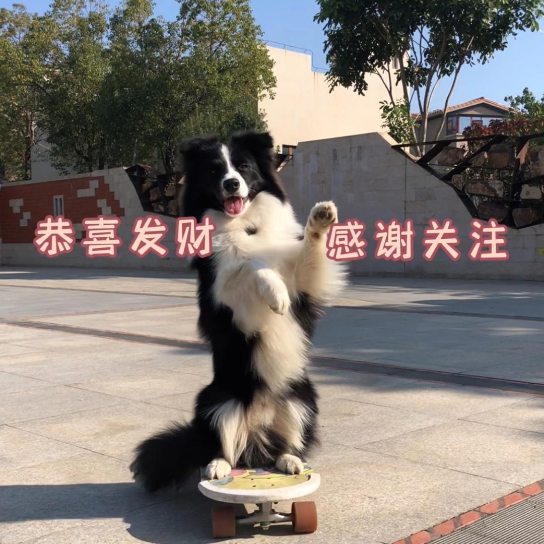 边牧九儿