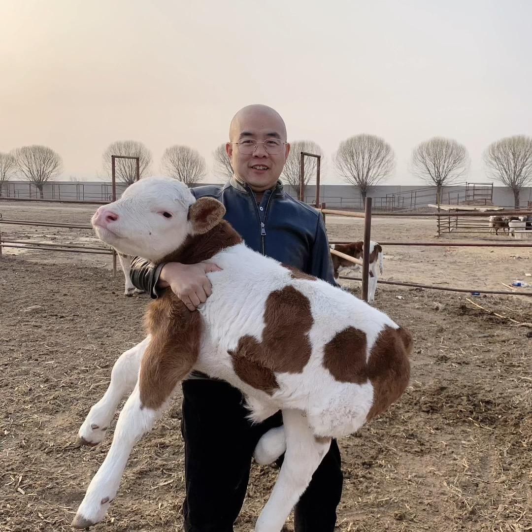 养牛创业八达养殖场