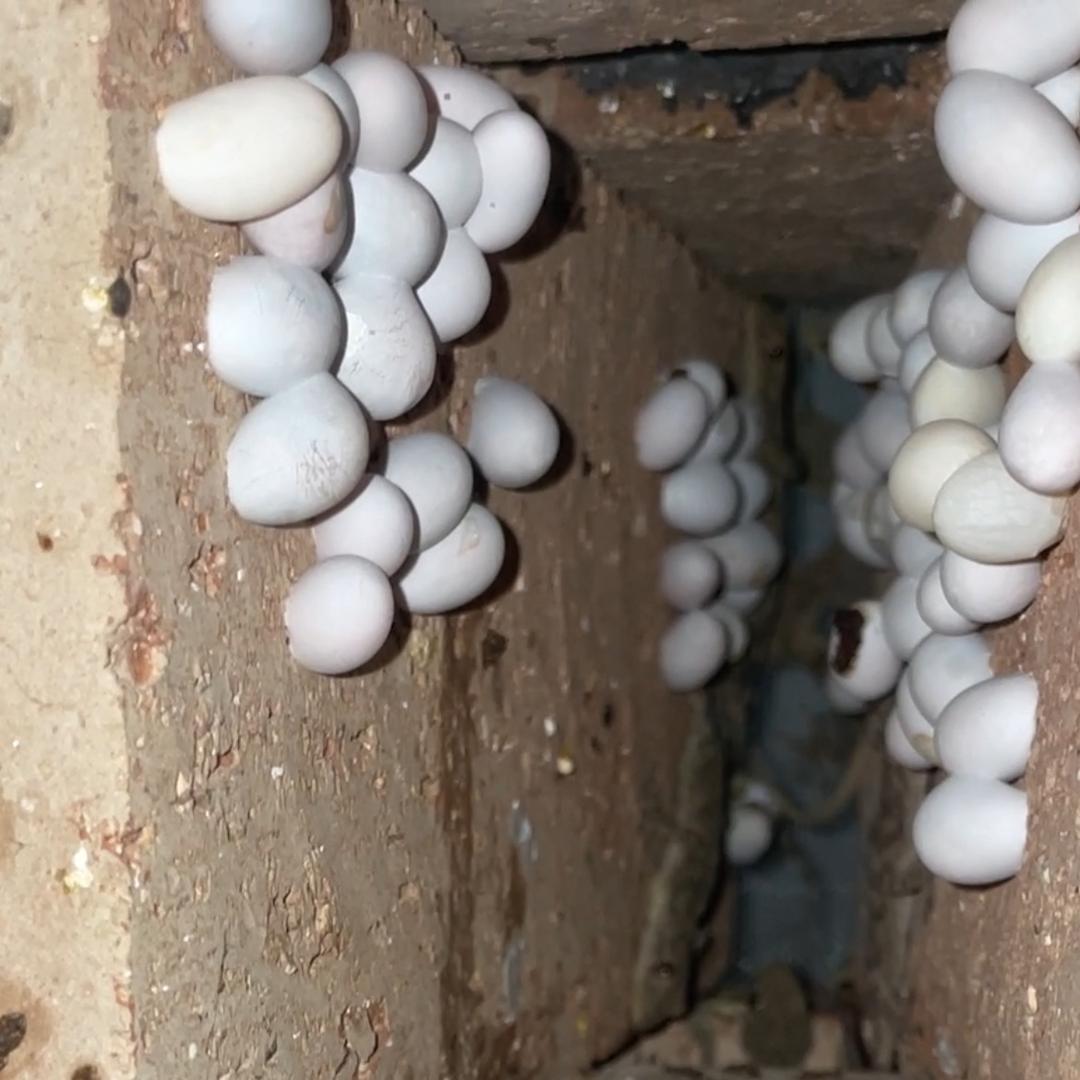 金元宝中药材养殖基地