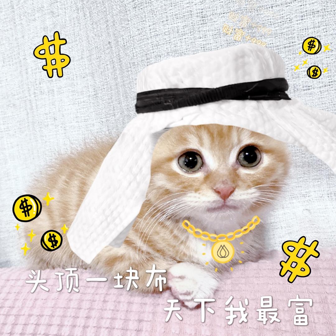 王虎虎是橘猫