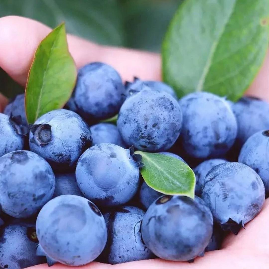 大黄家蓝莓